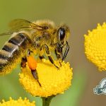 Le api sono state dichiarate gli esseri viventi più importanti del pianeta