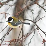 L’Enpa invita ad installare mangiatoie per gli uccelli selvatici