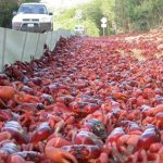 I granchi rossi dell’Australia