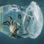 Anno 2050: Il mare avrà più sacchetti e bottiglie che pesci