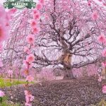 L’albero di ciliegio piangente del parco Maruyama a Kyoto
