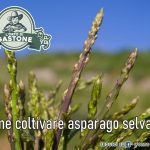 Come coltivare asparago selvatico