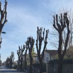 La capitozzatura degli alberi ornamentali: una pratica scorretta e pericolosa