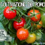Coltivazione dei Pomodori