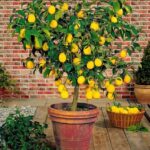 Pianta di limoni: 10 consigli utili per coltivarla