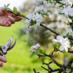 Potature di Dicembre: Guida completa per ottimizzare il tuo giardino in inverno