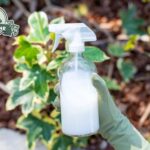 Scopri quali sono i benefici del latte nel giardinaggio