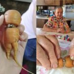 Perde l’anello di fidanzamento nell’orto: dopo 13 anni lo ritrova intorno a una carota