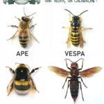 Come distinguere  un’ape, un bombo,  una vespa, un calabrone?