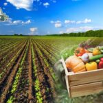 Agricoltura biologica, approvata la legge in Senato  il voto definitivo