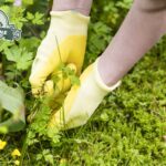 Come eliminare le erbacce utilizzando solo rimedi naturali