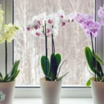 Come curare una pianta di orchidea: metodi infallibili per i fiori e le foglie