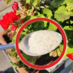 Come fertilizzare con il riso le tue piante e fiori: risultati sorprendenti in poco tempo