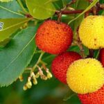 Corbezzolo: un arbusto colorato dal frutto buonissimo