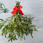Vischio, non solo Natale: tutte le curiosità della pianta verde brillante