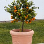 Coltivare la pianta di arancio in vaso