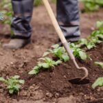 Come arricchire e rendere fertile il suolo