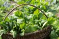 Guida alla coltivazione degli spinaci: fino a metà ottobre è il periodo ideale.